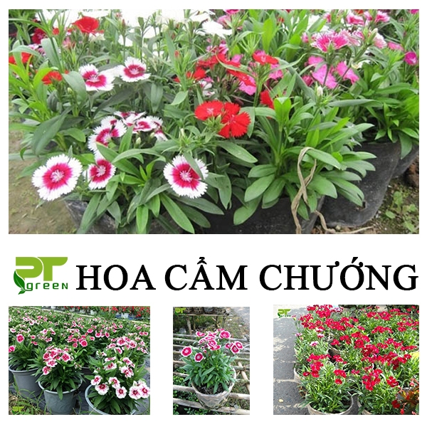 Hoa Cẩm chướng | Các loại cẩm chướng được ưa chuộng hiện nay